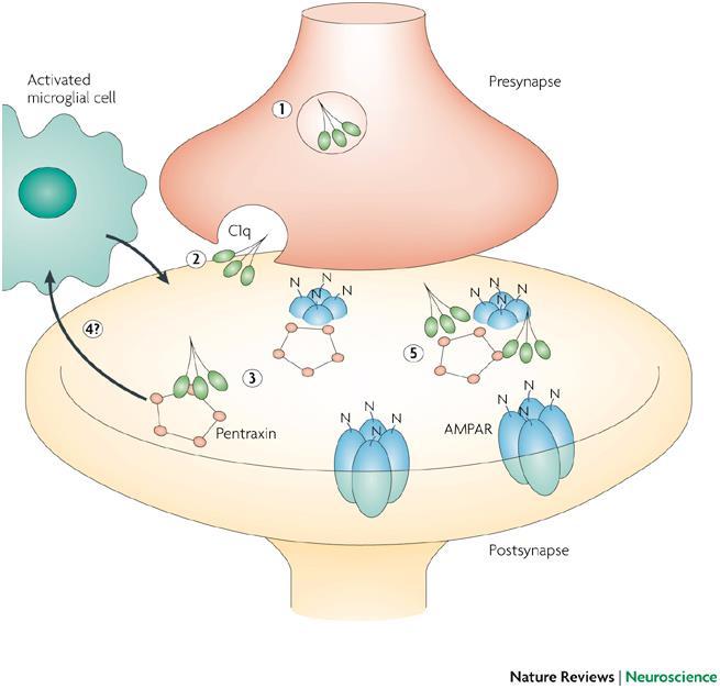 perfect complement for a synaptic