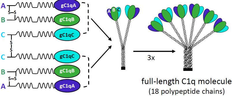 immune surveillance Knobel et al, 1975 A, B, C láncok hármasával összefonódva alkotják a 6 szálból álló C1q