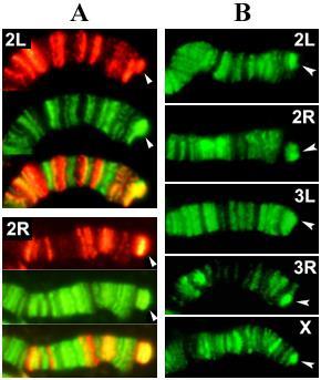 A fehérjék telomerikus lokalizációja immunfestések alapján Ha a Chro, Z4 és Prod fehérjék közös komplexet alkotnak a telomereken, akkor annak a HTT doménen kell lokalizálódnia.