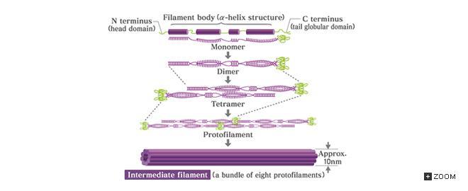 INTERMEDIER FILAMENTUMOK POLIMERIZÁCIÓ A sejtben teljesen polimerizált állapotban (nem dinamikus az egyensúly).