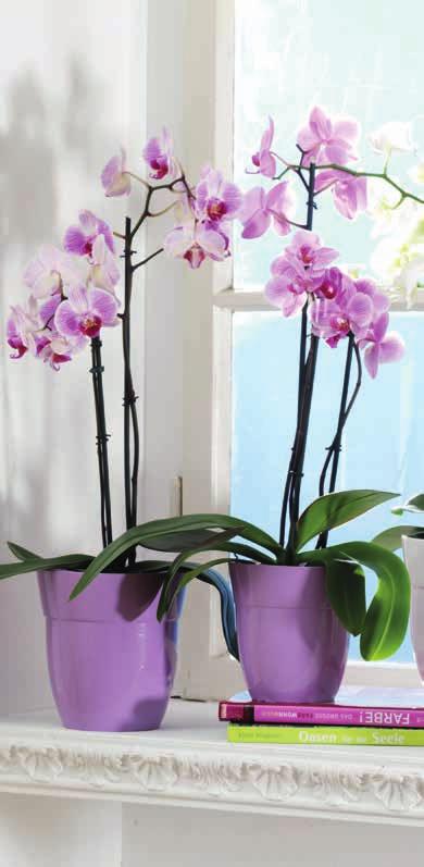 2017-es kertszezon MAGAZIN 15 TERMÉKJAVASLATUNK COMPO SANA Orchideaföld Fenyőkéreg és tőzegtartalmú ideális termesztő közeg, amely elősegíti a gyökérrész levegőellátását.