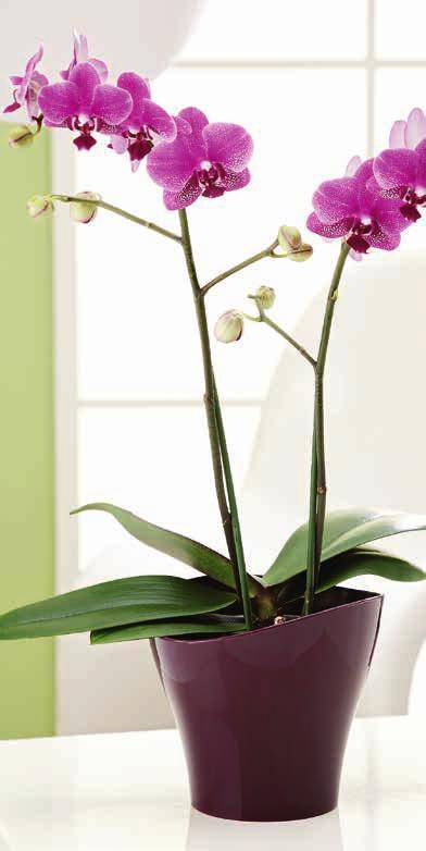 COMPO Orchideaápoló kendő Egészséges, természetesen selymes fényt kölcsönöz a leveleknek, serkenti a virágzást. Gyorsan és tartósan eltávolítja a port, a mész- és vízfoltokat.