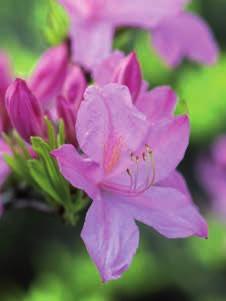 com/simone Werner-Ney/Gerisch/emer, Flora Press/GWI Színes, illatot árasztó sövények 3A sokoldalú rododendron Fényt visznek a kert egy-egy árnyékos szegletébe, jól mutatnak akár szoliternövényként,