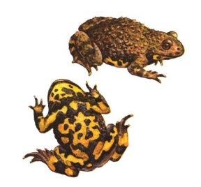 fire-bellied toads Bombina: independent