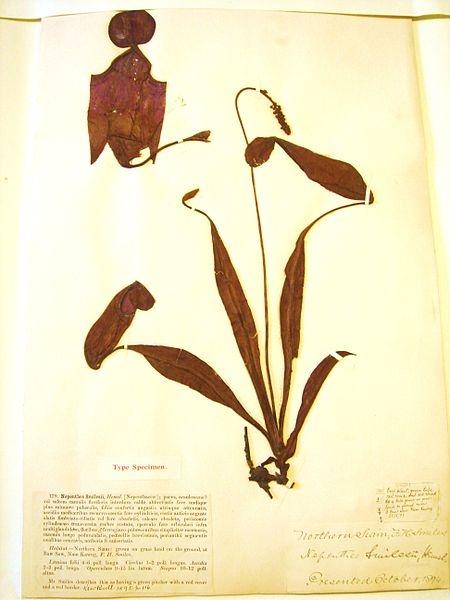 Definició: az élő szervezetek elnevezésének és osztályozásának tudománya (Linnaeus, 1758) TAXONÓMIA Alapegysége a faj Ma is a