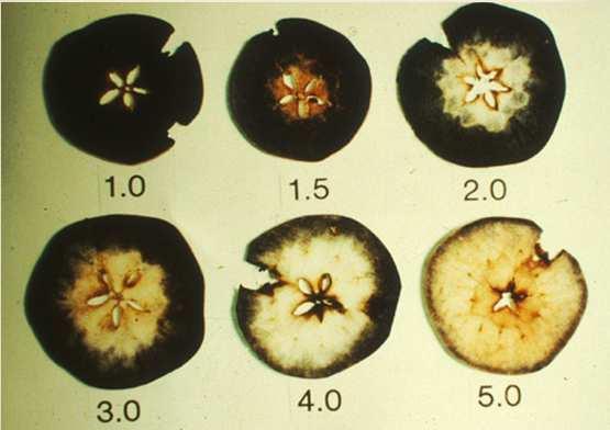 komplex α-1-4 és α-1-6 glikozidos kötések Amilóz: α-1-4 glikozidos kötések