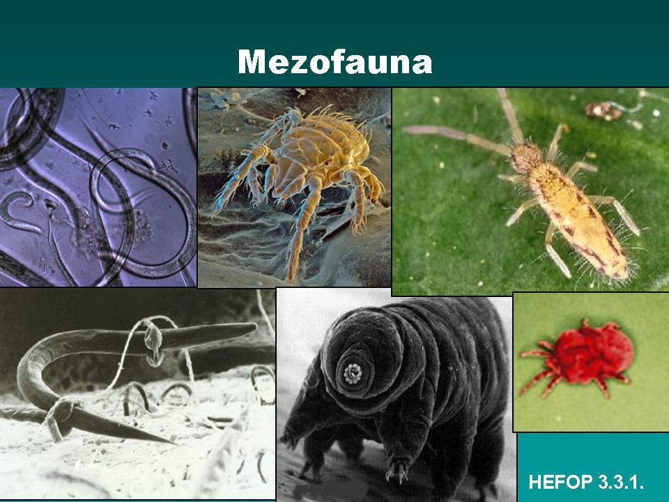 9. ábra. A talaj mezofaunája 10 A magasabbrendű állatok (rovarok, puhatestűek, földigiliszták) szerepe azért kiemelendő, mert nélkülük a talaj működőképessége akadályozott lenne.