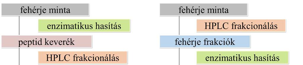 sokféle kromatográfiás és elektroforetikus lehetőség van, és történhet a fehérjék és a peptidek szintjén is (4. ábra).[73-75]. 4.