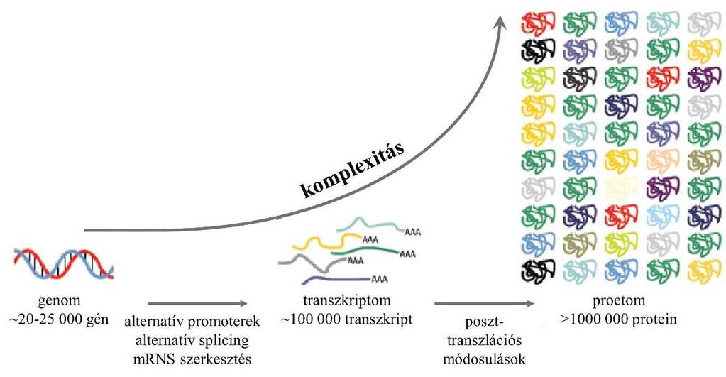 10. ábra A biológiai rendszerek komplexitásának növekedése a genomtól a proteomig. Az ábra a https://www.lifetechnologies.