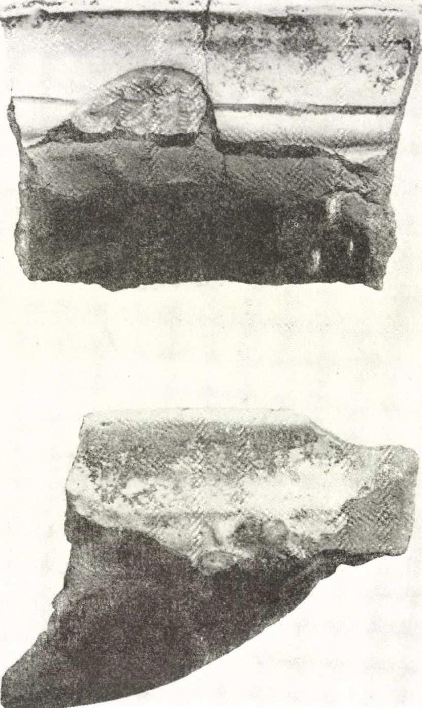 A bajor pfalzi egyesített címer sisakdísze. Sz: 23,5 cm (17. kép). 8. Württemberg címere.