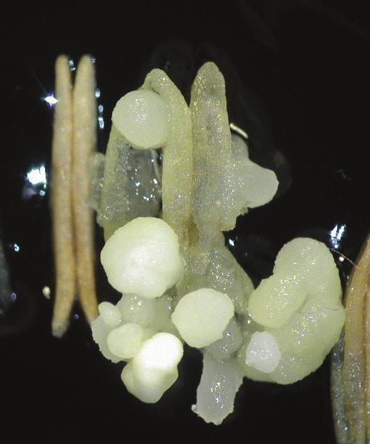 ábra). Munkánk során bebizonyítottuk, hogy az egyébként rekalcitráns elit vonalakban is kialakítható az in vitro haploid indukciós képesség. 1. ábra.