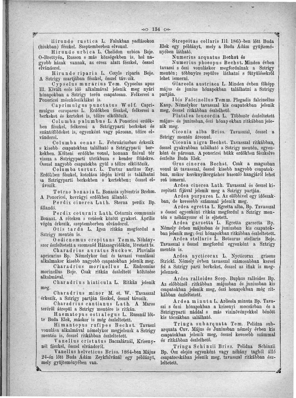 -«> 134 <x~ "^ Hirundo rustica L. Falukban padlásokon Strepsitas coliaris 111. 1865-ben lőtt Buda (hiúkban) fészkel. Szeptemberben elvonul. Elek egy példányt, mely a Buda Ádám gyűjteményében látható.