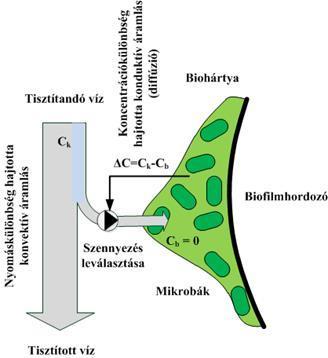 A biológiai szűrés modellezése Részfolyamat Feltétel (hajtóerő) Fenntartja Konvektív anyagáram, szivárgás Konduktív anyagáram, diffúzió Bio-kémiai