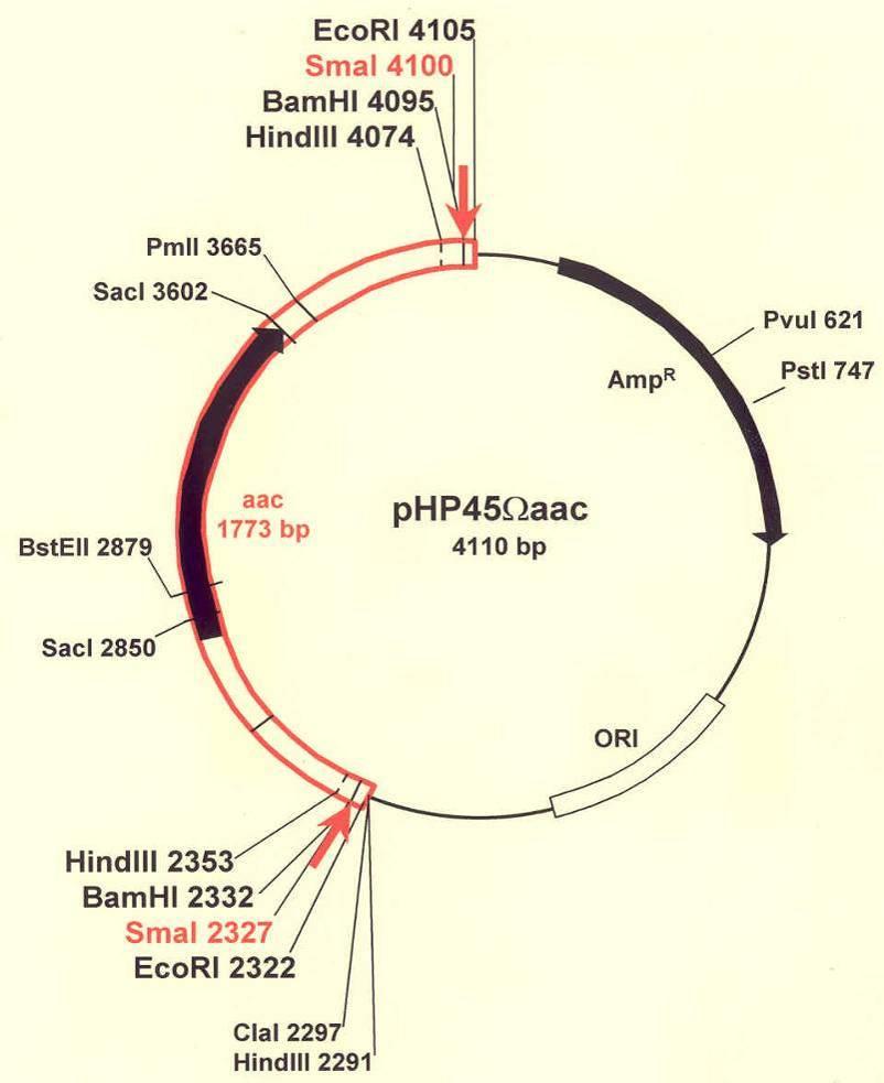 A php45ωaac plazmidba egy aminoglükozid-3-acetiltranszferáz IV enzimet (aacc4) kódoló génkazetta (11.