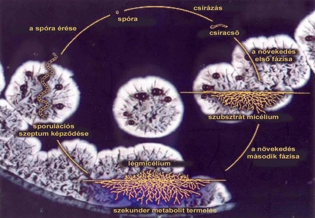 1. ábra Streptomycesek életciklusa szilárd táptalajon (Thompson CJ nyomán) 2.1.2. Streptomycesek életciklusa folyékony táptalajon Bizonyos Streptomyceseknek - így az általunk tanulmányozott S.