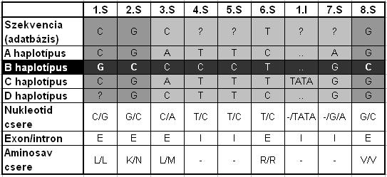 polimorfizmus mutat eltérést az összes további (A, C és D) haplotípustól, melyek közül a 2.S nevű SNP polimorfizmus aminosavcserét okozott.
