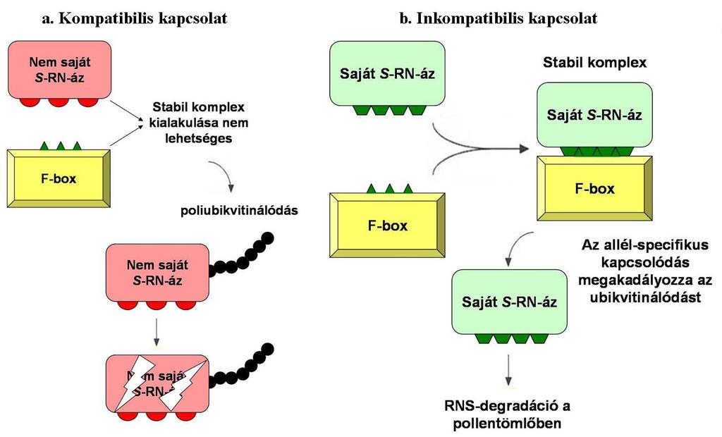 lebomlanak a pollentömlıben, így a pollentömlı rrns-e nem sérül, fejlıdése nem gátlódik, a megtermékenyítés sikeres.