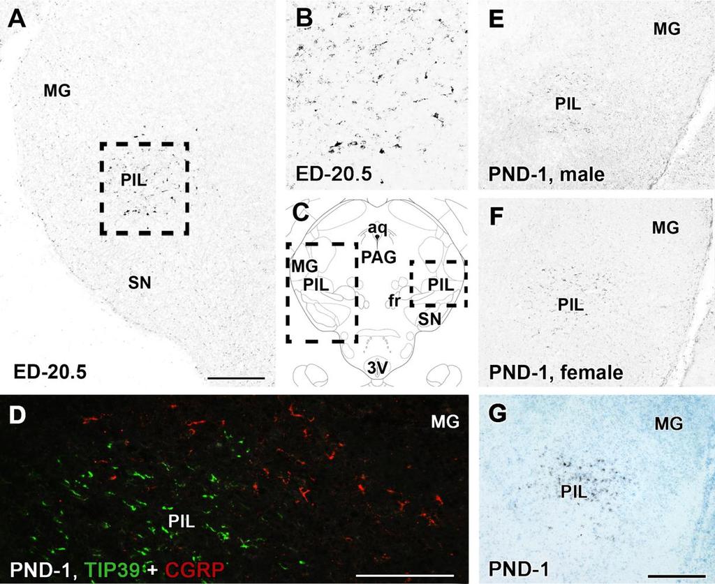 6. ábra A TIP39-et expresszáló neuronok a subparafascicularis terület caudolateralis részében (SPF-PIL). (A) Az 5. ábrához képest a 20,5.