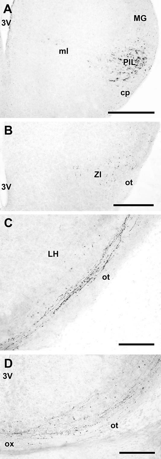 7. ábra 300-400 µm távolsággal metszett coronalis metszeteken a TIP39 immunreaktív rostok követhetőek a PIL régióból a hypothalamus irányában 18,5. napos patkány embrióban. (A) TIP39 sejtek a PIL-ben.