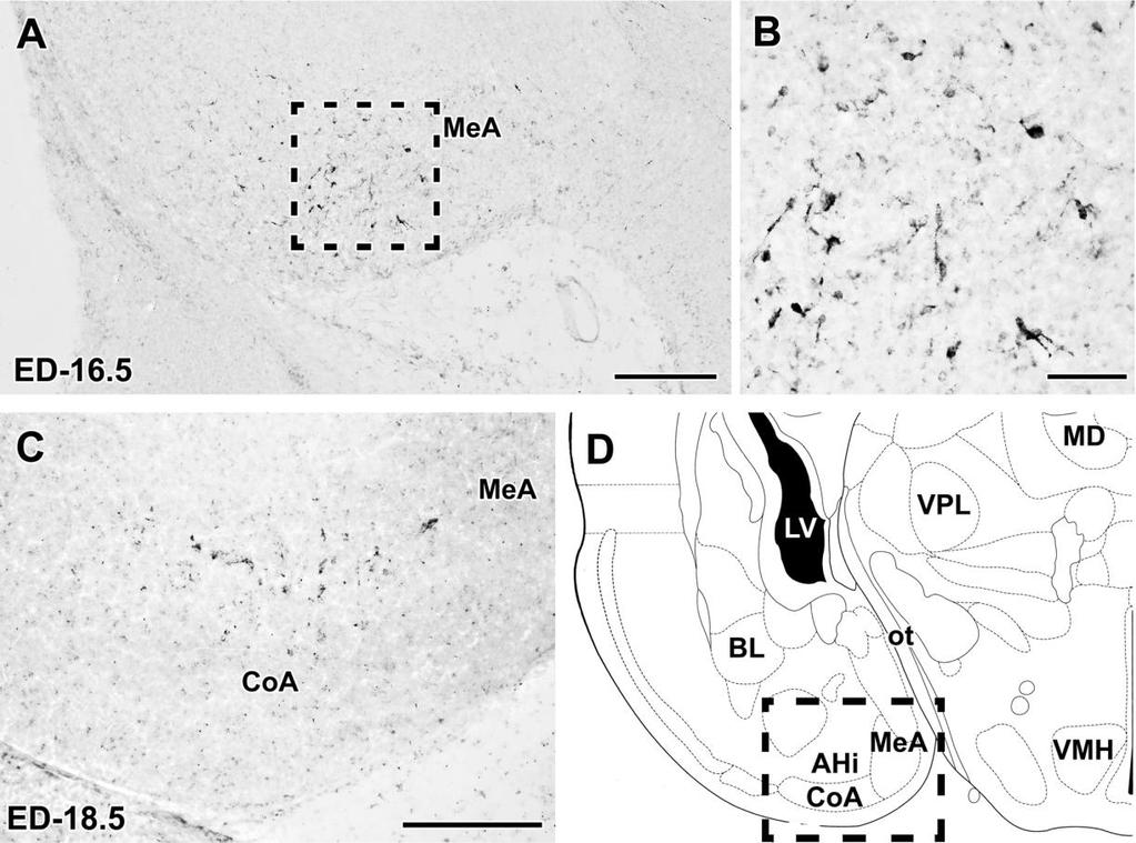 5.1.1.3. TIP39 immunreaktivitás egyéb területen A 16,5. embrionális napon vizsgált embriókban TIP39 pozitív neuronok megjelenését észleltük az amygdala-hippocampus átmeneti zóna területén.