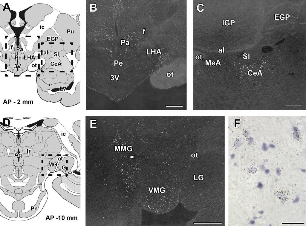 12. ábra PTH2 receptor expressziót mutató sejtek majomban a diencephalon és az amygdala területén. A PTH2 receptor mrns kimutatását coronalis síkú metszeteken végeztük in situ hibridizációval.