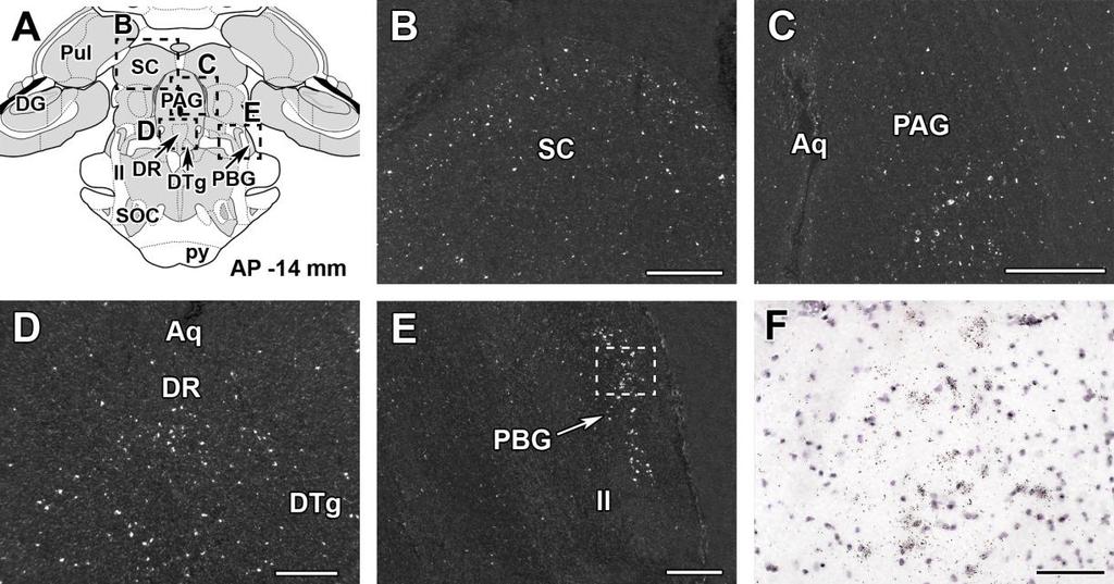 Mesencephalon A mesencephalon több részében is találunk bőséges PTH2 receptor mrns expressziót.