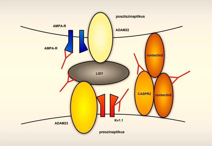 Az LGI1 mint transzszinaptikus állványfehérje a VGKC-komplexen