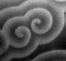 kolónia (Dictyostelium) Ca 2+