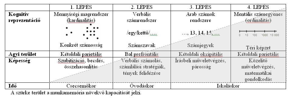 II.1. ábra: A numerikus megismerés fejlődésének négy-lépéses modellje Forrás: Von Aster & Shalev (2007), 870.o. A modell a számolási képességek kétféle atipikus fejlődési útját implikálja, ami egybevág a von Aster és mtsai.