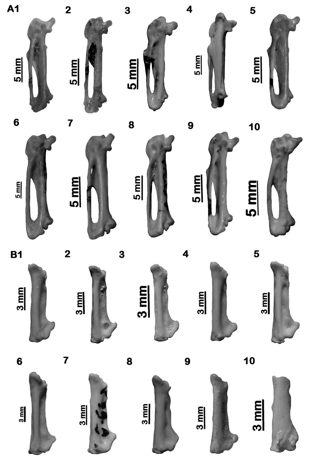 Xxxxxxxxxxxxxxxxxxx 105 Plate 6. A. Carpometacarpus, left side, ventral aspect: 1. Dendrocopos major; 2. Dendrocopos medius;. B. Phalanx proximalis digiti majoris, left side, dorsal aspect: 1.