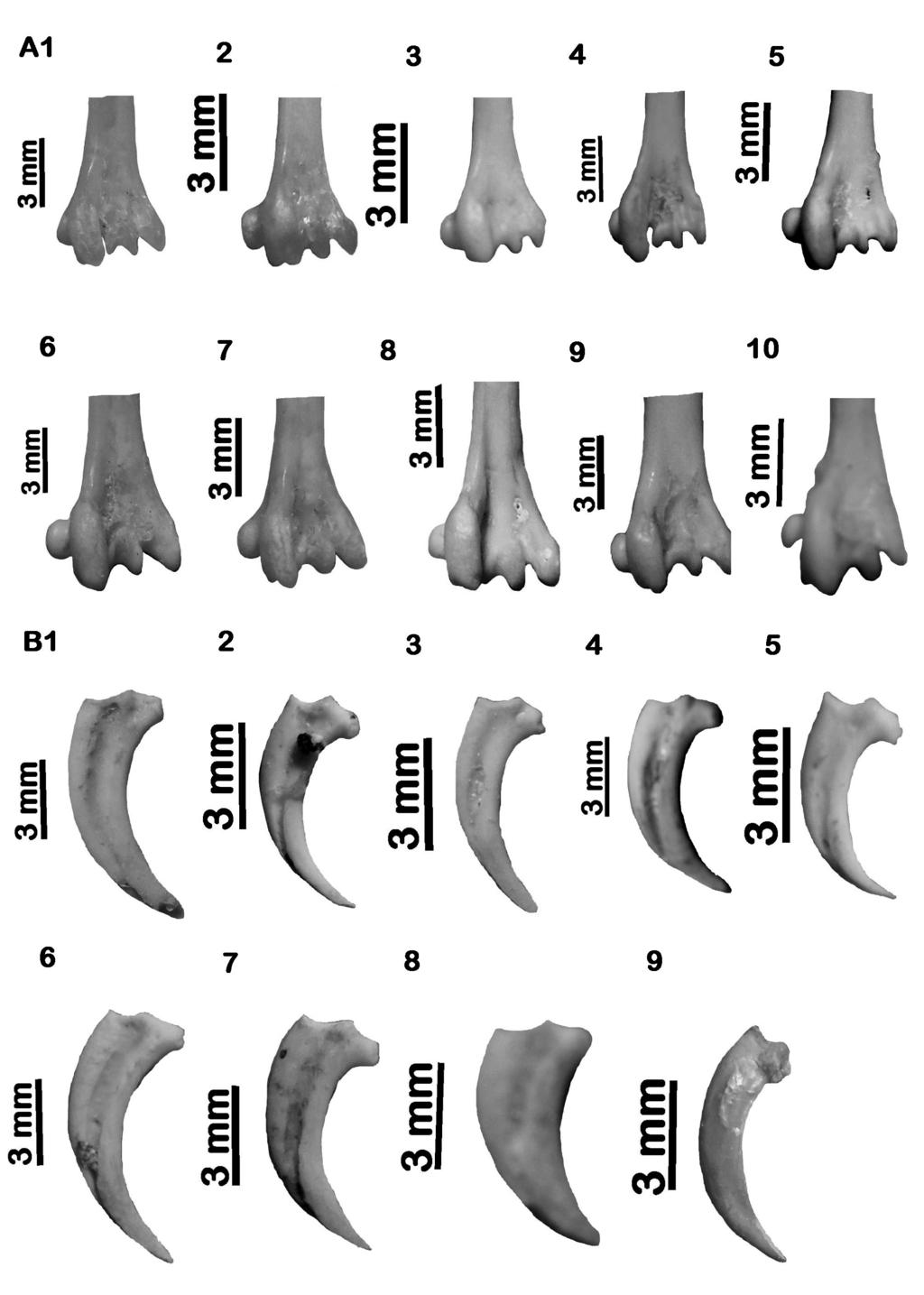 Xxxxxxxxxxxxxxxxxxx 107 Plate 8. A. Tarsometatarsus, left side, dorsal aspect: 1. Dendrocopos major; 2. Dendrocopos medius; B. Claw, lateral aspect: 1. Dendrocopos major; 2. Dendrocopos medius; 3.