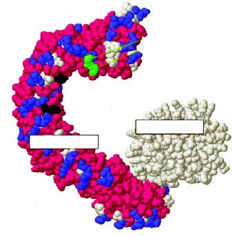 Mind a holoenzim, mind az AC dimer forma megtalálható a sejtekben, míg szabadon a katalitikus C alegységet eddig nem sikerült azonosítani (Kremmer és mtsai, 1997).