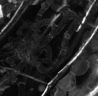 az epidermisz és kortex sejtjeit egyaránt kolonizálta és mindkét sejttípusban képzett mikroszkleróciumot (9.b. ábra), azonban a központi szövethengerben nem volt megtalálható. a b c d 9.