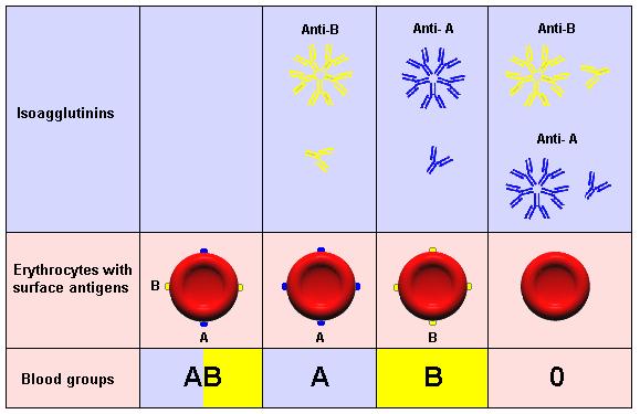 Az AB0 rendszer jelentősége A legfontosabb vércsoport rendszer Transzfúziós szövődményt és UHB-t okoz +37 o C-on, 0 o C-n egyaránt reagáló reguláris antitestjei vannak Antigén determinánsai