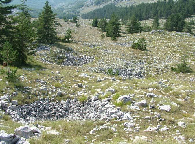 Tatinac from Negus Polje 4.