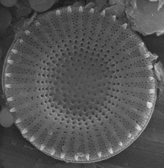 pseudostelligera,