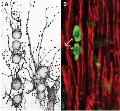 Oligodendrocita 1932, Wilder Graves Penfield was first to suggest myelin is made by oligodendrocytes, not axons 1891 1976, Canadian neurosurgeon epilepszia kezelése, érző és motor