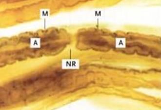 dicovered the nodes of Ranvier