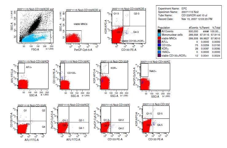 2. ábra: Endotheliális progenitorsejtek szívelégtelen betegek keringésében.