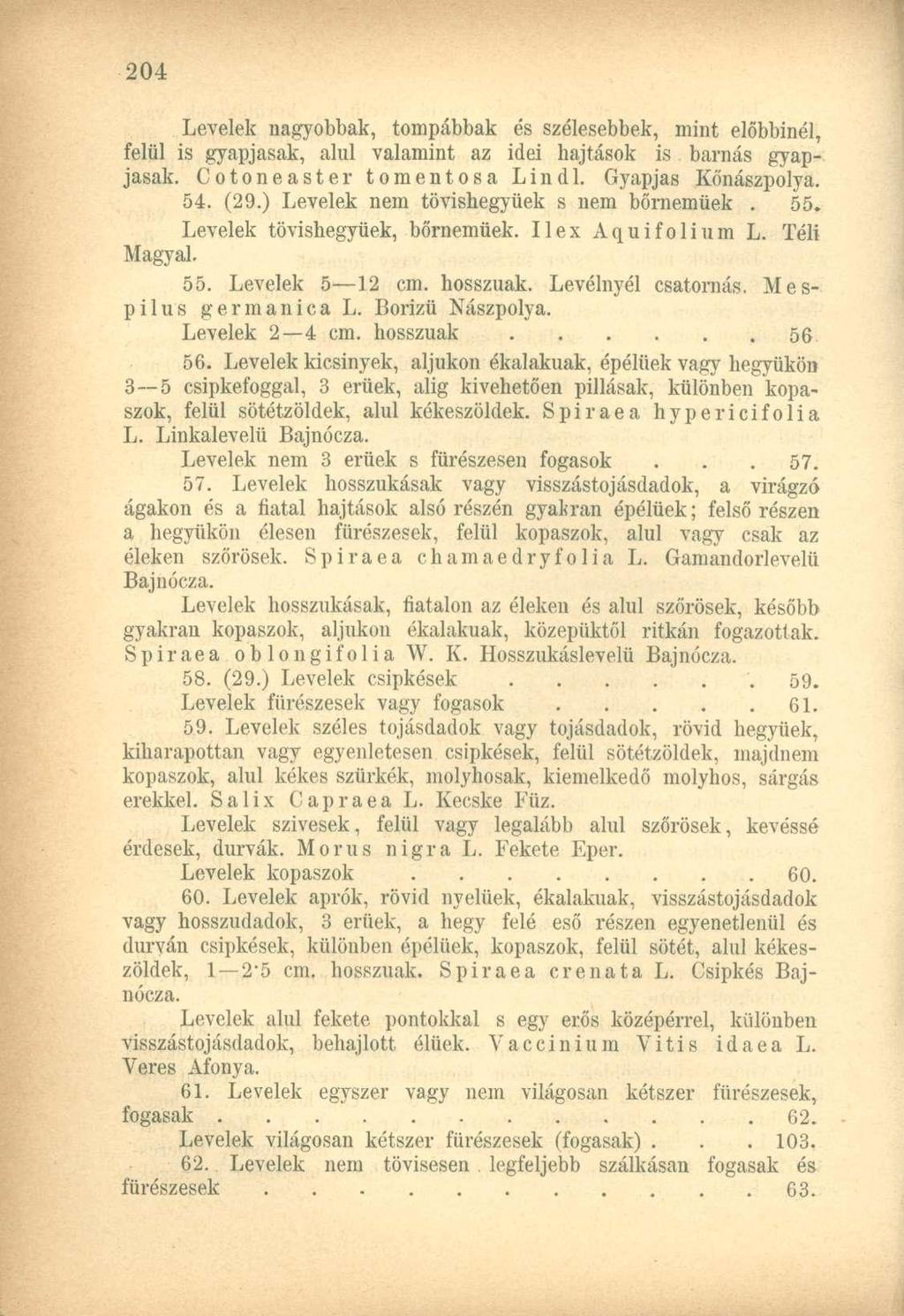 Levelek nagyobbak, tompábbak és szélesebbek, mint előbbinél, felül is gyapjasak, alul valamint az idei hajtások is barnás gyapjasak. Cotoneaster tomentosa Lindl. Gyapjas Kőnászpolya. 54. (29.
