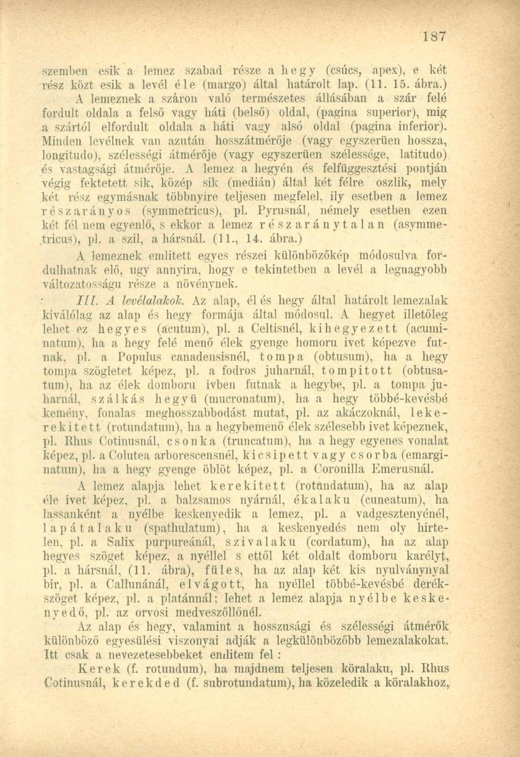 szemben esik a lemez szabad része a begy (csúcs, apex), e két rész közt esik a levél éle (margó) által batárolt lap. (11. 15. ábra.