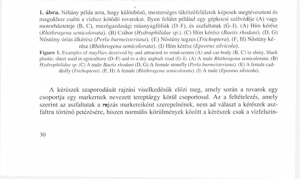 KRISKA GY. & ANDRIKOVICS S. faltutakon (FERNANDO 1958, POPIIAM 1964).