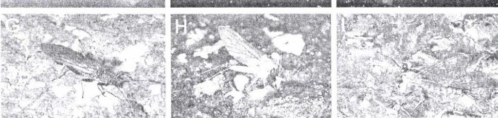 (B) Csibor (Hydrophilidae sp.). (C) Hím kérész (Baetis rhodani). (D, G) Nőstény óriás álkérész (Perla burmeisteriana). (E) Nőstény tegzes (Trichoptera).