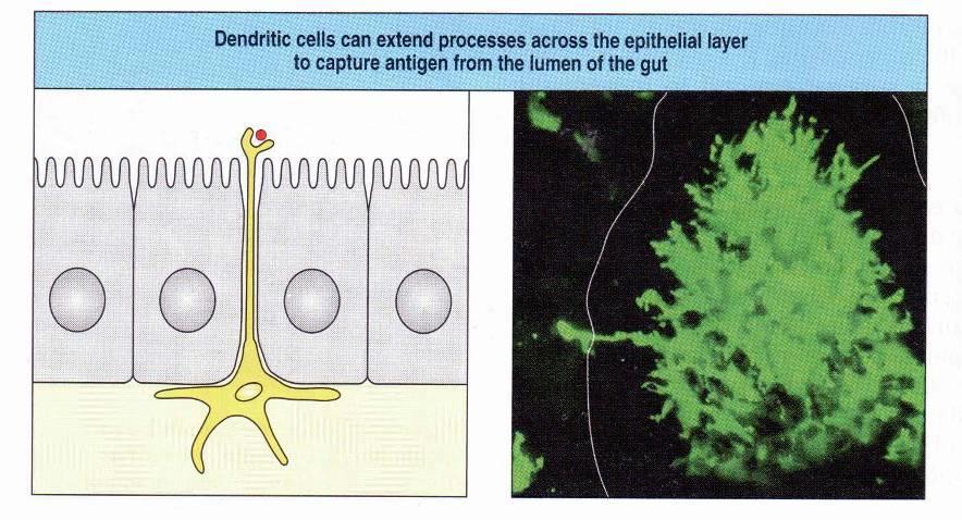 Az epithelium alatt elhelyezkedő dendritikus sejtek