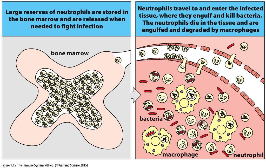 A neutrofilok a csontvelőben tárolódnak, majd nagy számban
