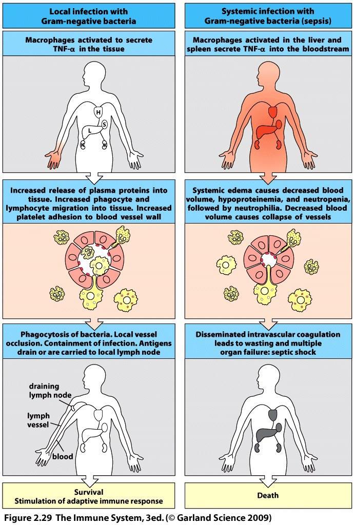 Sepsis/Septicemia TNF-α vérlemezke aktiváló faktor az endotél sejtek által véralvadás, a torlasz korlátozza a plazma szivárgását & fertőzés terjedését