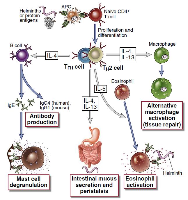 A Th2 sejtek funkciója Cellular and