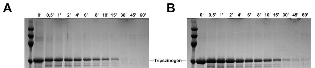 A különbözı formák limitált proteolízisét szarvasmarha α-kimotripszinnel végeztük 10:1 moláris arány mellett 100