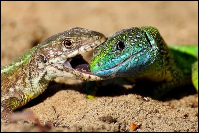 Október Zöld gyík /Lacerta viridis (Fotó: Graczáné Tóth Andrea) A hazai kétéltűek és hüllők elterjedését évtizedek óta kutatják a Varangy Akciócsoport Egyesület szakemberei, ami a 2000-es évek