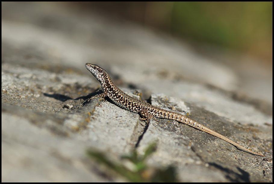 November Fali gyík/podarcis muralis (Fotó: Tirpák Gábor) Láss, alkoss, gyarapíts programunkban számos érdekes felvételt kaptunk a kétéltűek és hüllők viselkedéséről, táplálkozásáról, és fejlődési